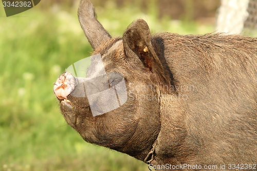 Image of big pig portrait 