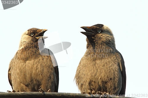 Image of jackdaws at a chat