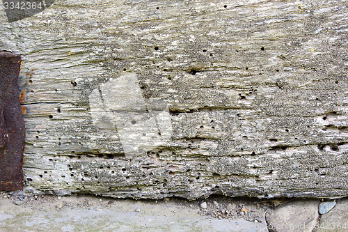 Image of attack of xylophagous insects on old wood