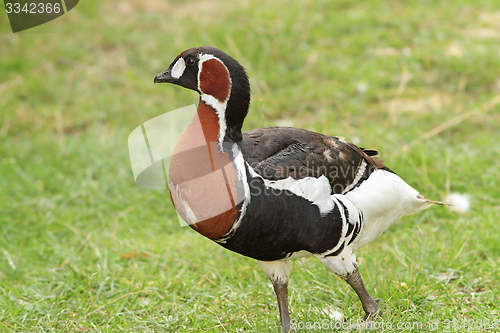 Image of red breasted goose