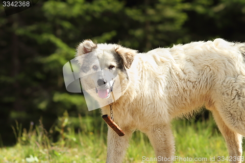 Image of romanian shepherd dog closeup