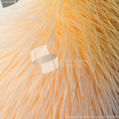 Image of texture of great pelican feathers