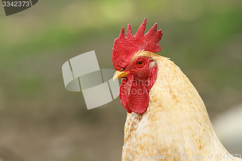 Image of white rooster portrait