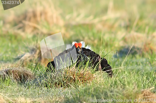 Image of black grouse in lek