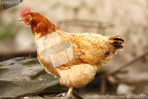Image of side view of a hen