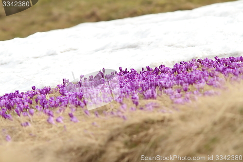 Image of winter and spring on meadow