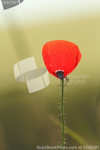 Image of wild poppy flower