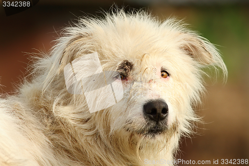 Image of portrait of white shepherd dog