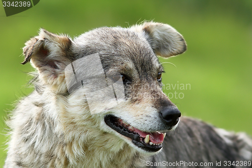 Image of feral grey dog portrait