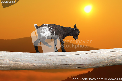 Image of courageous kid goat on tree trunk