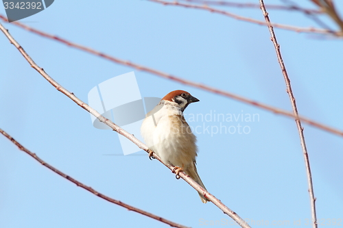 Image of male sparrow on twig