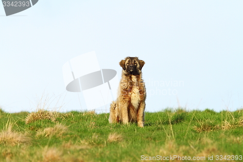 Image of big romanian shepherd near the farm