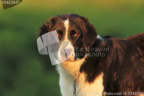 Image of portrait of romanian shepherd dog 
