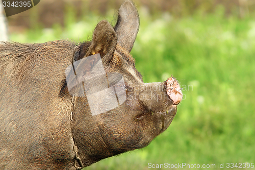 Image of profile of a pig