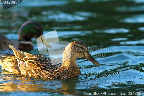 Image of female mallard on water surface 