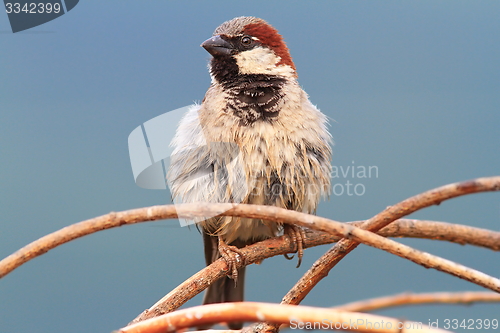 Image of male house sparrow perched on twigs