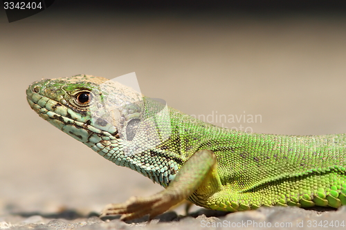 Image of green lizard portrait