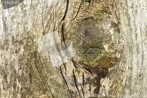 Image of knot on ancient wood surface 