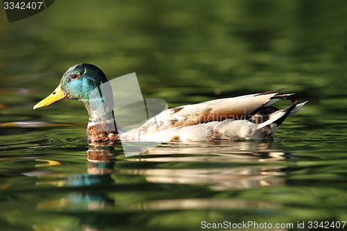 Image of male mallard swimming on pond