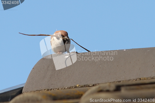 Image of male house sparrow collecting material for nesting