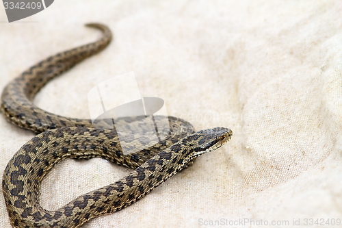 Image of elusive meadow adder on burlap 