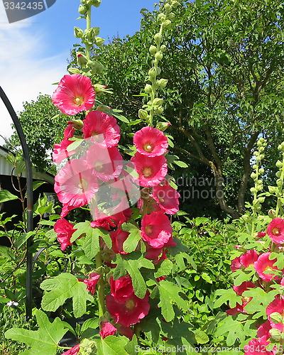 Image of Hollyhock