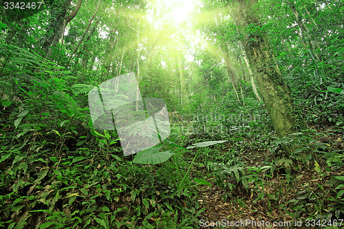 Image of tree forest during spring 