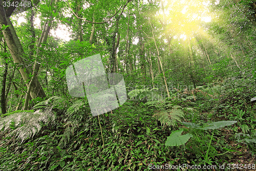 Image of tree forest during spring 