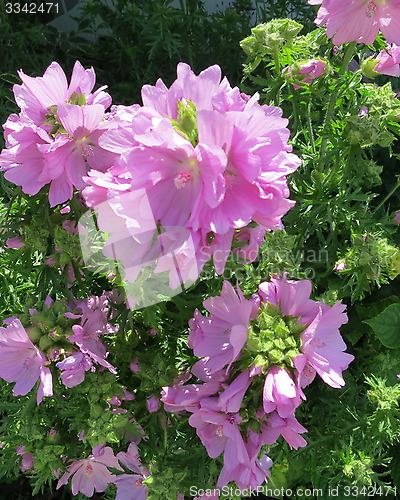 Image of Lovely summer flowers