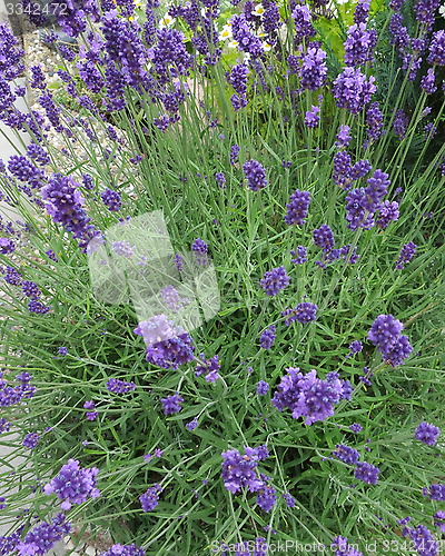 Image of Lavender