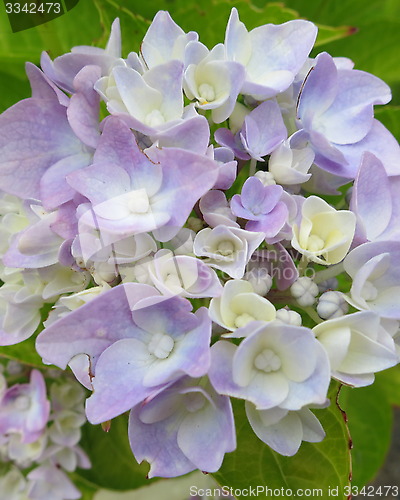 Image of Hydrangea