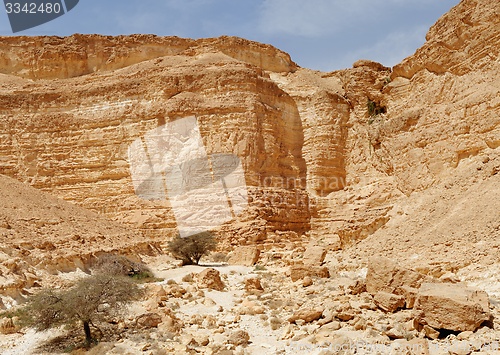 Image of Acacia trees at the bottom of the desert canyon 