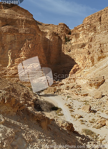 Image of nAcacia tree at the bottom of the desert canyon at sunset