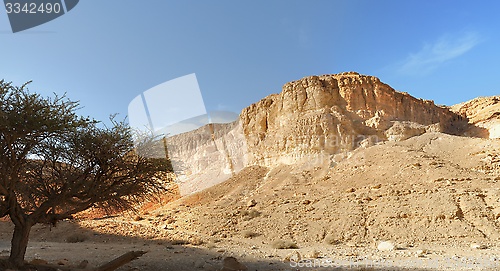 Image of Acacia tree under the mountain in the desert at sunset