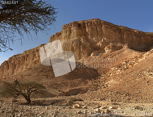 Image of Acacia trees at the bottom of the desert hill at sunset