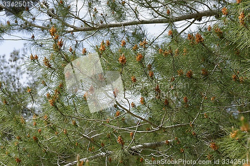 Image of Male pollen cones (strobili) among needles on Mediterranean pine tree, shallow DOF