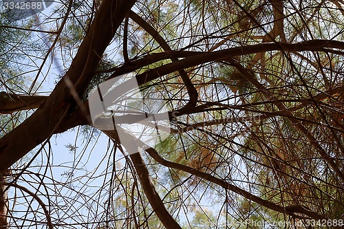 Image of Canopy of a  tree branches leaves on sky background