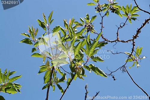 Image of Sunlit leaves and berries of a laurel tree (laurus nobilis) on sky background