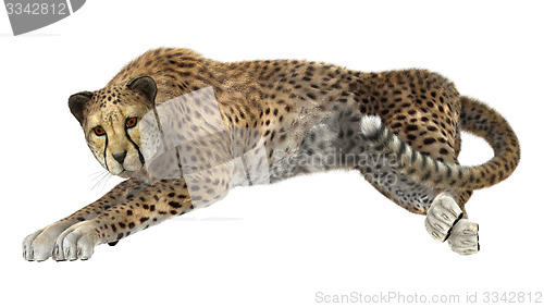 Image of Cheetah