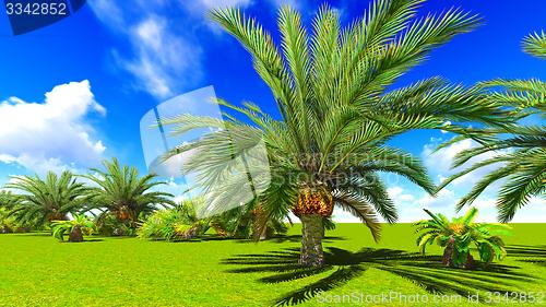 Image of African oasis