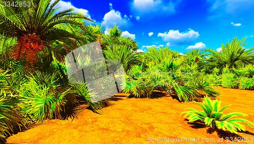 Image of African oasis