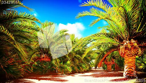 Image of African oasis