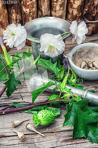 Image of Datura Stramonium