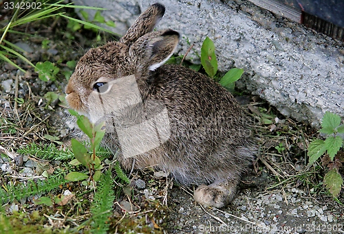 Image of Baby hare