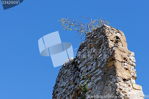 Image of Tree grows on top of ruin of medieval castle wall