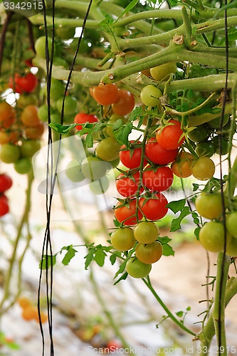 Image of Cherry tomatoes growing on the vine