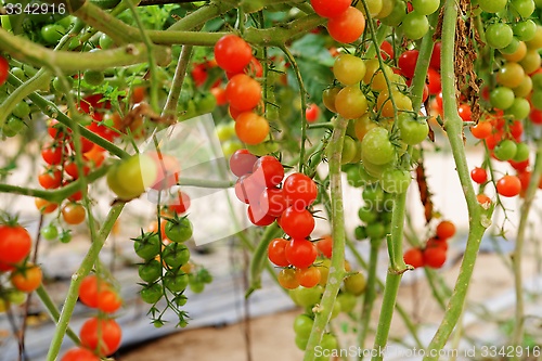 Image of Cherry tomatoes growing on the vine