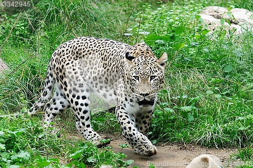 Image of Snow leopard in zoo in summer