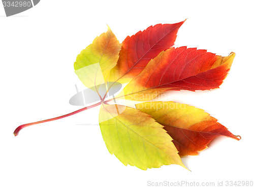 Image of Autumn grapes leaf on white background.