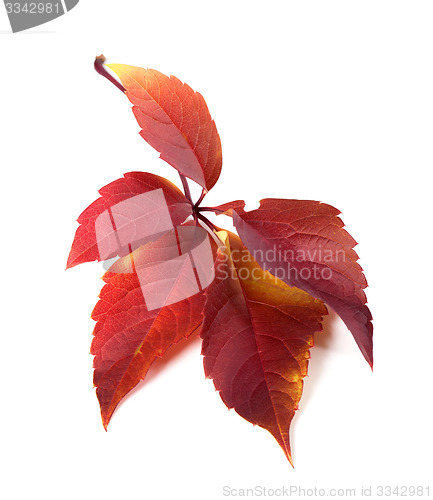 Image of Red autum virginia creeper leaf 